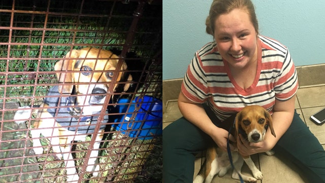 Missing dog returns home after weeks-long search thanks to Florida community