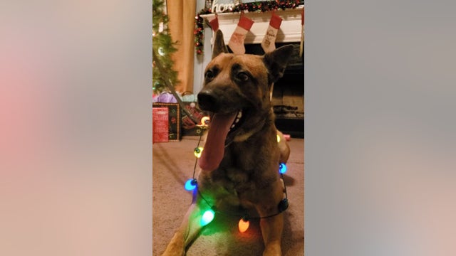 Henry County K-9 officer dies after crash on I-75
