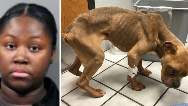 Woman arrested after emaciated dog found locked in kennel, placed in dumpster