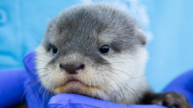 5 Asian small-clawed otter pups born at Florida zoo