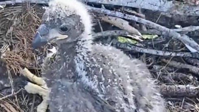 Offspring of popular eagle cam birds dies in Florida ranch