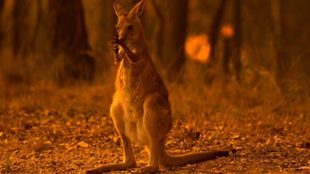 Nearly half a billion animals feared dead in Australia wildfires, ecologists say