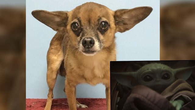 'Baby Yoda' dog up for adoption at Tampa shelter