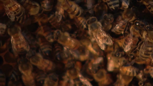 Buzz is created when tree falls in Altamonte Springs, crushing beehive