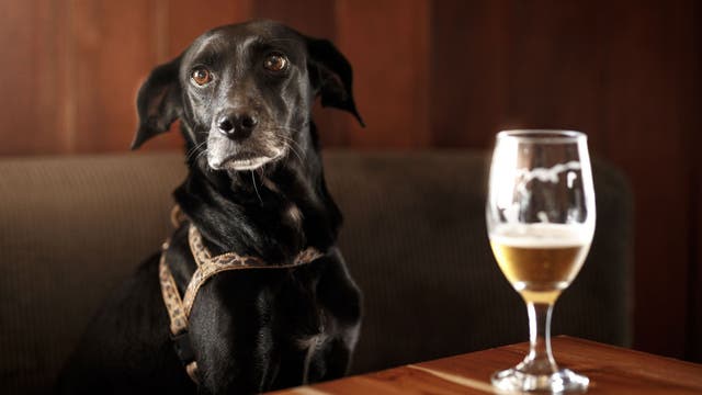 Man attempts to register beer as his emotional support animal