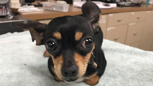 Deputy rescues dog, search underway for owner