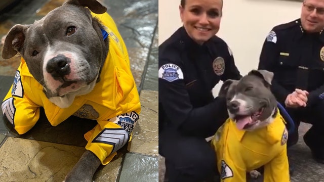 Terminally ill dog becomes honorary K-9 officer for a day