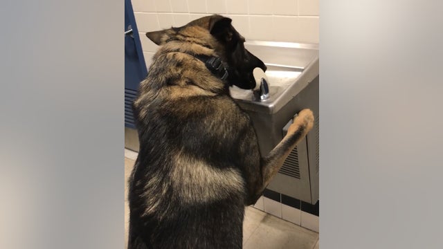 Clever K-9 uses water fountain to quench his thirst