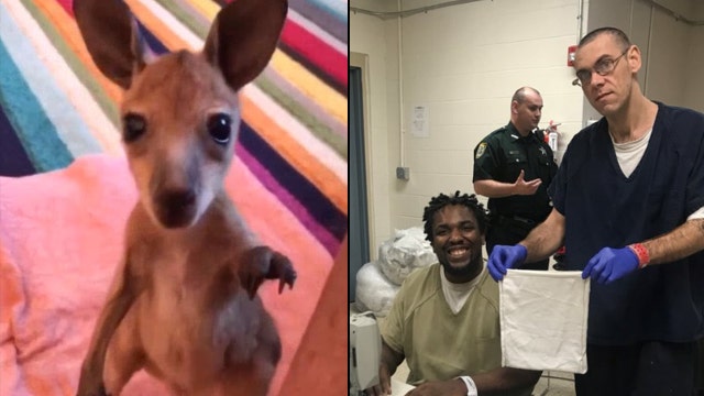 Central Florida inmates sew pouches for orphaned baby kangaroos in Australia