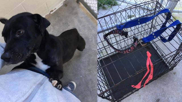 Mama dog found dragging crate filled with her puppies on side of road