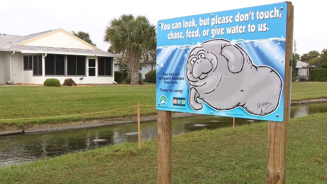 Manatees gather in canal off Desoto Parkway in Satellite Beach