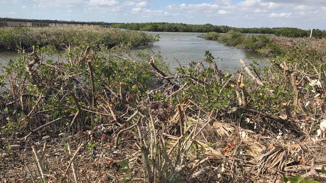 Volusia County residents upset after mangroves were illegally cut