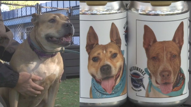 Adoptable dogs pictured on Motorworks Brewing lager cans