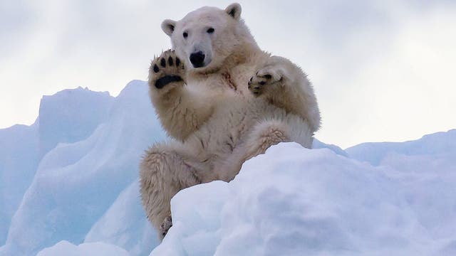 Polar bear in Greenland seen ‘waving,’ photographs reveal