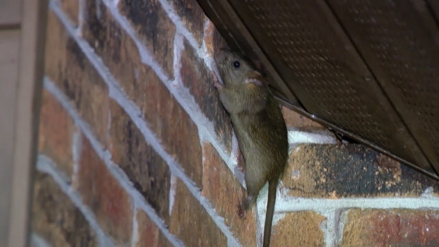 Port Orange neighborhood concerned over rat infestation