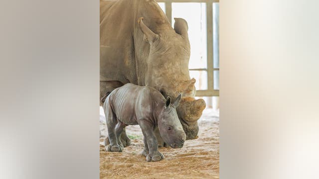It's a girl! ZooTampa welcomes endangered southern white rhino calf