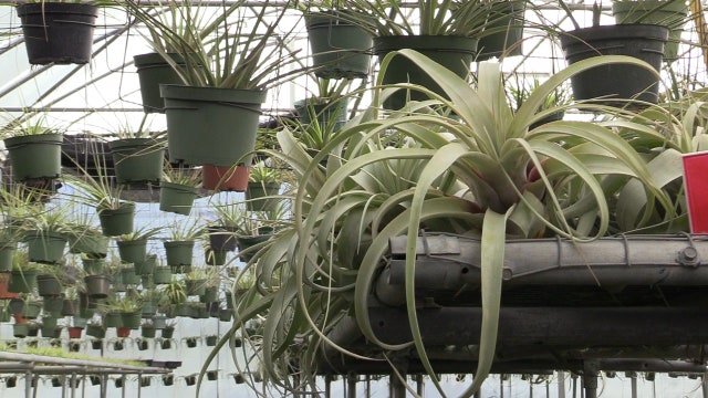 Bundle up! Here's what to do with your plants during cold weather