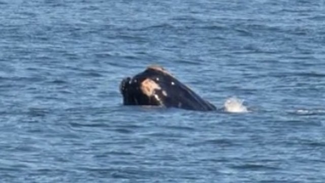 Rare whale sightings of mother, calf off Flagler and Volusia coasts