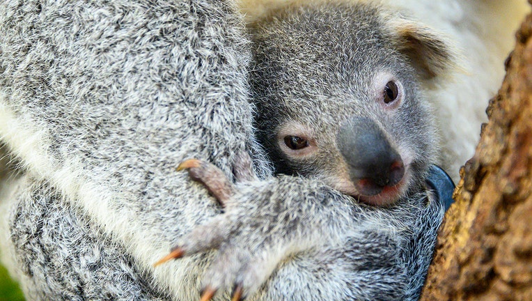 Baby koala born at Miami Zoo, named 'Hope' to show support for