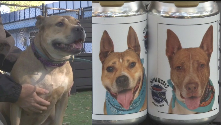 Day Day is one of four dogs featured on Motorworks Brewing lager cans.