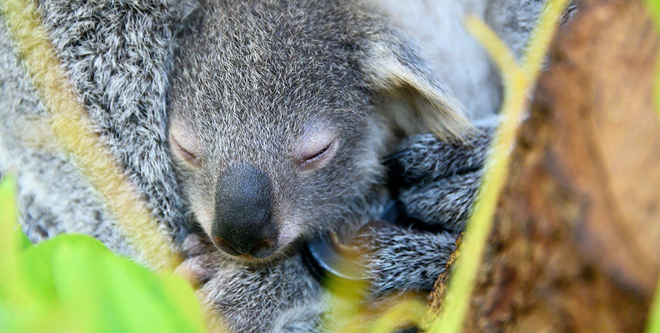 Baby koala born at Miami Zoo, named 'Hope' to show support for