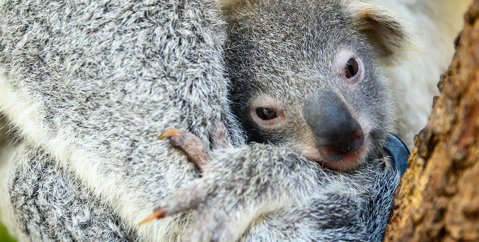 patroon parfum Ik heb een Engelse les Baby koala born at Miami Zoo, named 'Hope' to show support for Australian  wildlifes