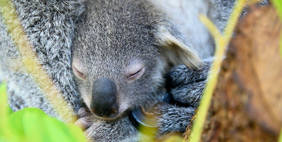 South Florida Zoo Celebrates Birth Of Baby Koala South Florida Zoo Celebrates Birth Of Baby Koala