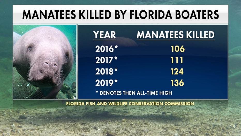 2019-manatee-deaths-by-boat.jpg