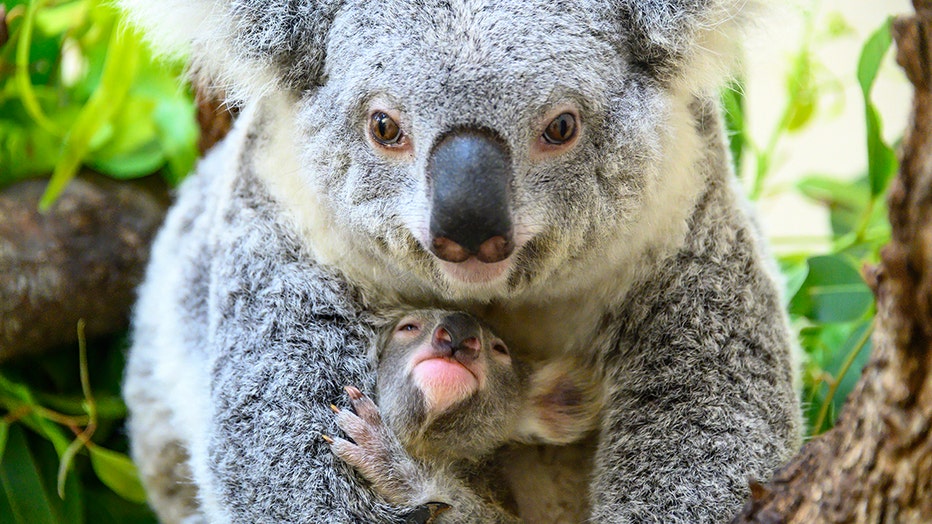 Baby koala born at Miami Zoo, named 'Hope' to show support for Australian  wildlifes