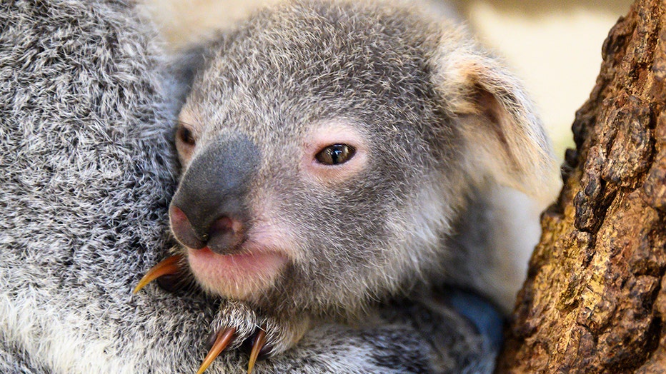 Baby koala born at Miami Zoo, named 'Hope' to show support for