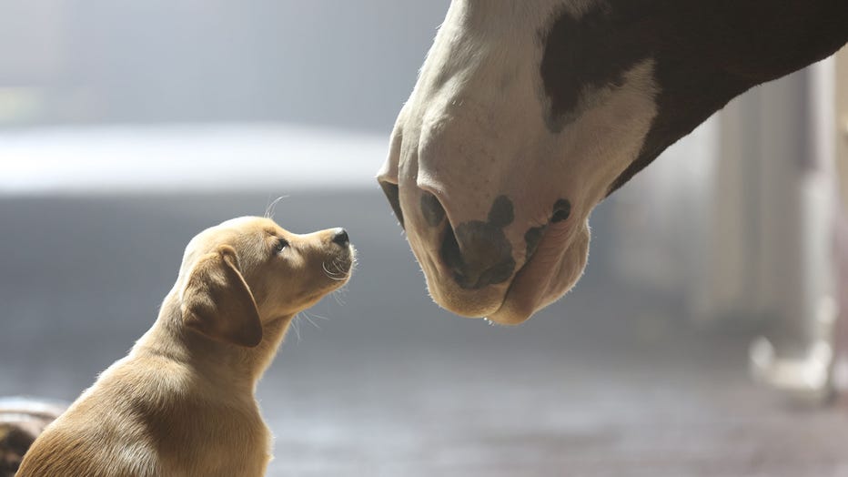 A 10-week old puppy and a Clydesdale are pictured in Budweiser’s “Puppy Love” commercial that aired during Super Bowl XLVIII. (Photo credit: Anheuser-Busch)
