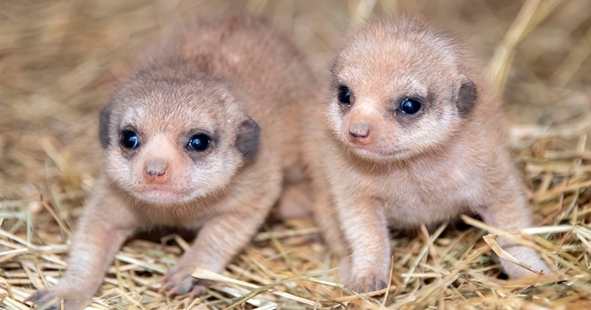 miami-baby-meerkats.jpg?ve=1&tl=1