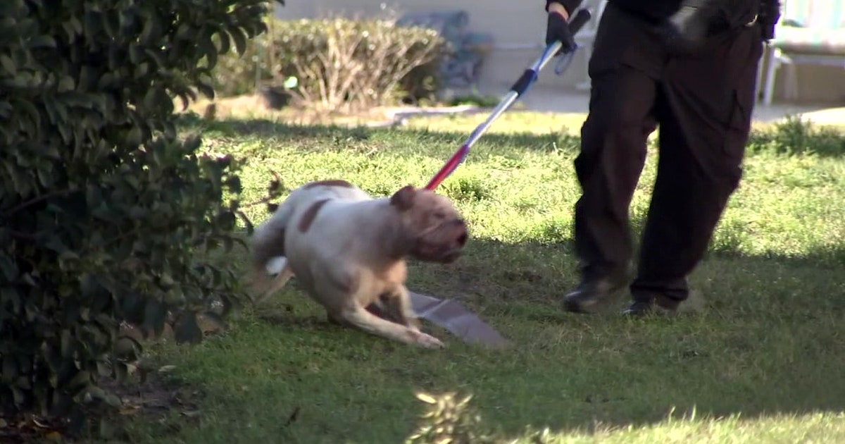 Neighbors, firefighters help Spring Hill woman attacked by pack of dogs ...