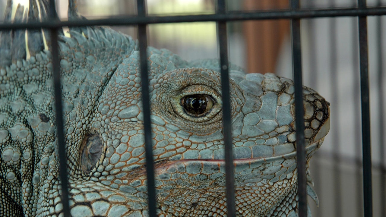 Florida bill would ban 9 reptile species, including iguanas, as pets