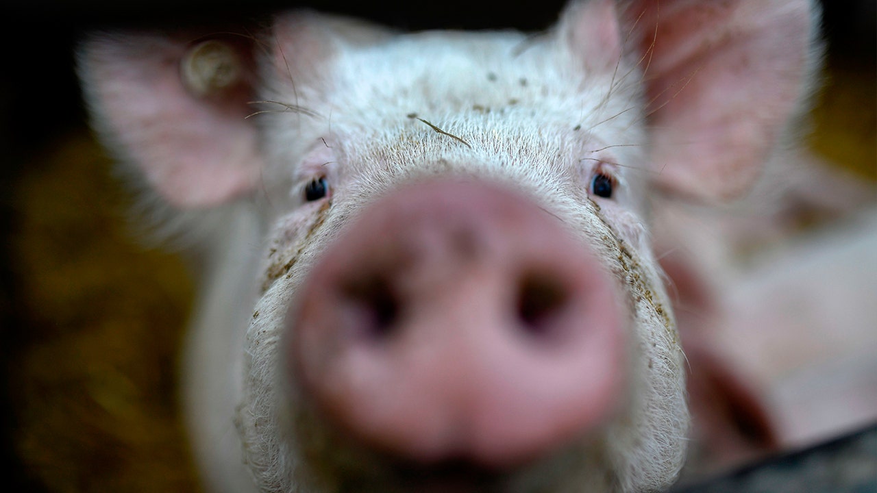 Swine flu strain with #39 human pandemic potential #39 found in more Chinese