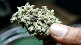 Florida recreational pot backers urge court approval