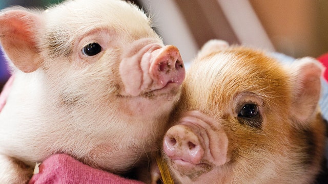 Farm looking for volunteers to cuddle their rescued pigs