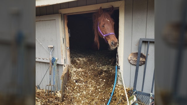 'Worst case of neglect' 2 horses dug out of stalls filled with piles of manure