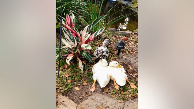 Charges pending against Tavares H.S. student accused of killing beloved pet duck