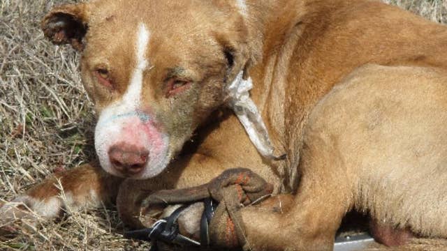 Abandoned dog had glue poured in ears, legs strapped together, shot with BB gun