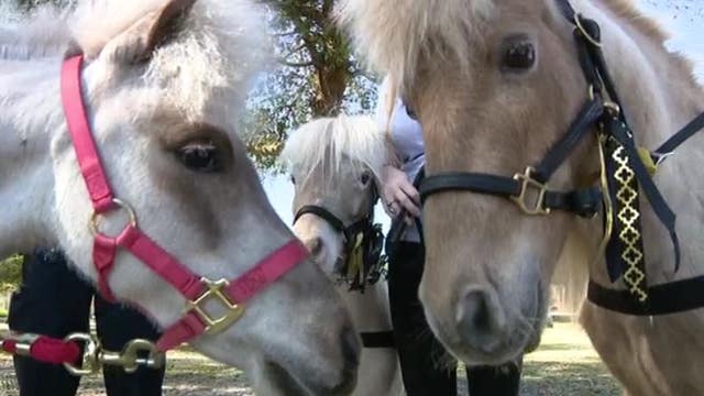 UCF police surprise students with visit from therapy mini-horses