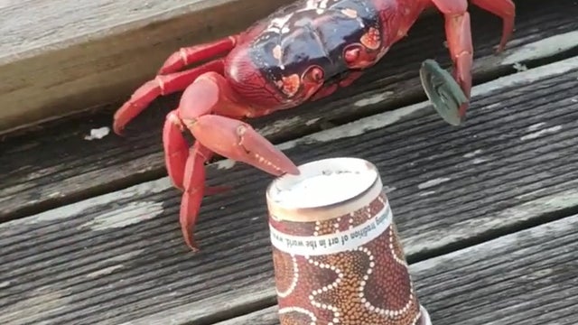 Crab seeks caffeine fix, steals coffee cup