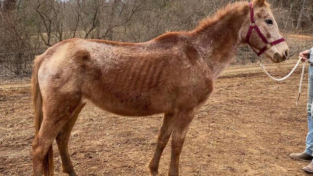 Police find 4 dead horses, 4 in poor health