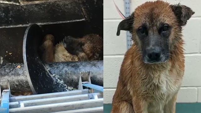 Dog rescued after being trapped in 12-foot pit in meat processing plant
