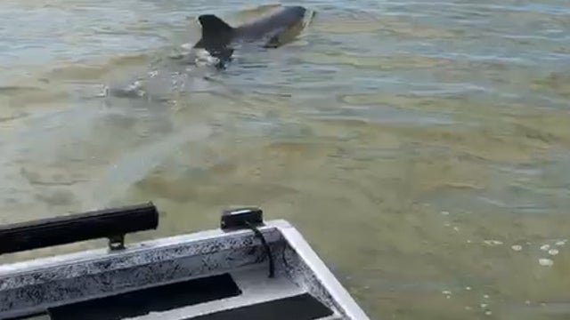 WATCH: Friendly dolphin tails Florida police boat