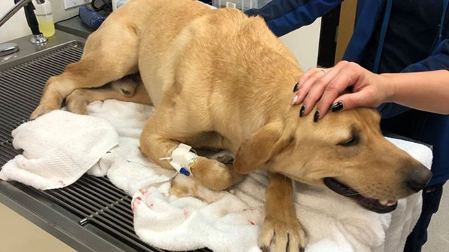 Florida K-9 bitten by water moccasin while searching for missing baby Andrew