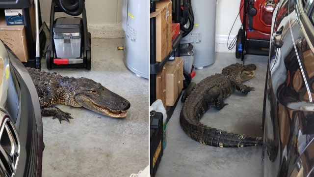 North Port resident finds large gator in their garage