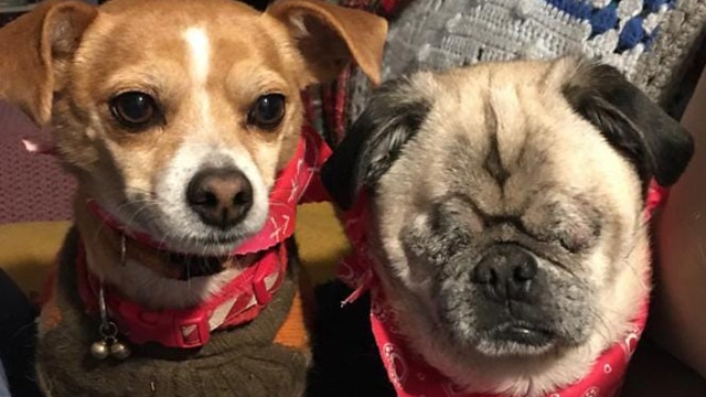This blind pug and his seeing-eye Chihuahua are looking for a forever home together