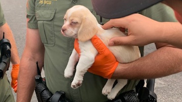 Puppy in crime: Deputies take Florida man, dog into custody in theft