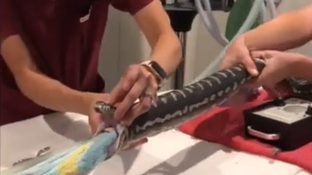 Vets extract beach towel after python swallows it whole
